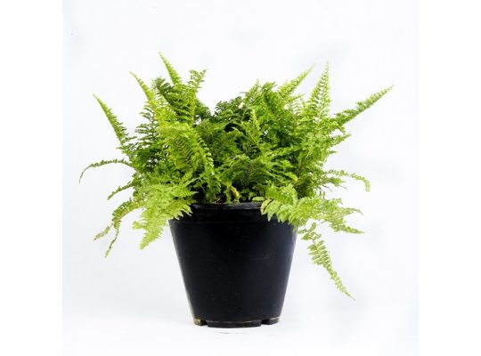 Crafting Beauty from the Earth