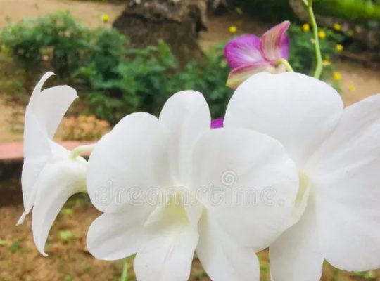 Orchid Plants for Sale