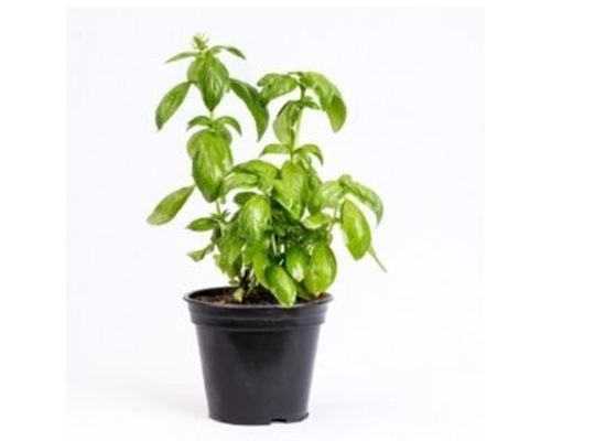 Crafting Beauty from the Earth