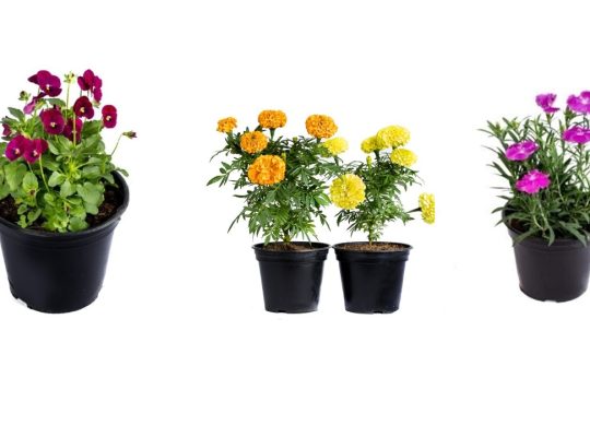 Crafting Beauty from the Earth